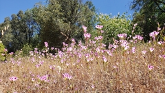 Clarkia williamsonii