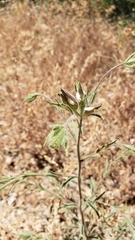 Cordylanthus pilosus trifidus