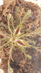 Cordylanthus pilosus trifidus