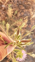 Cordylanthus pilosus trifidus