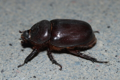 Oryctes nasicornis