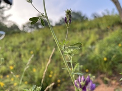 Medicago sativa