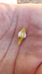 Cordylanthus pilosus trifidus