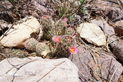 Mammillaria mazatlanensis
