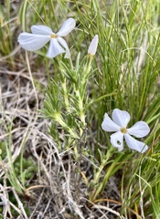 Phlox andicola