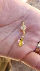 Cordylanthus pilosus trifidus