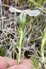 Phlox andicola