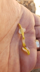Cordylanthus pilosus trifidus