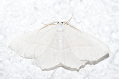 Campaea margaritaria