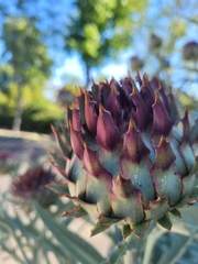 Cynara cardunculus