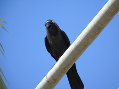 Corvus splendens