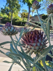 Cynara cardunculus