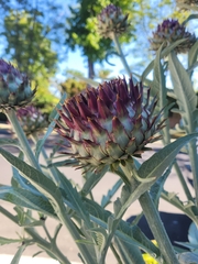 Cynara cardunculus