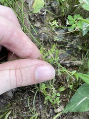 Mecardonia acuminata acuminata