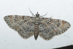 Gymnoscelis rufifasciata