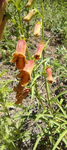 Digitalis obscura (Digitalis obscura)