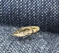 Phaenops