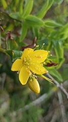 Hypericum foliosum