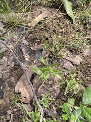 Mecardonia acuminata acuminata