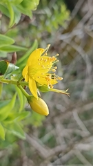 Hypericum foliosum
