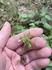 Mecardonia acuminata acuminata