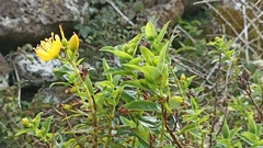 Hypericum foliosum