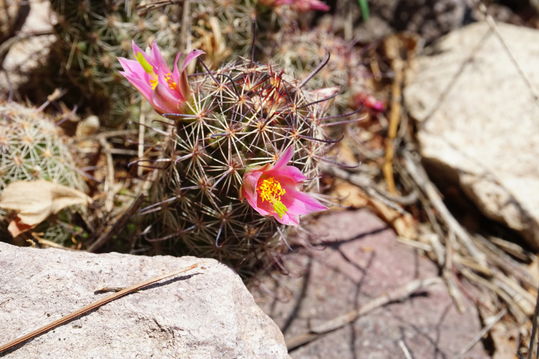 Mammillaria mazatlanensis