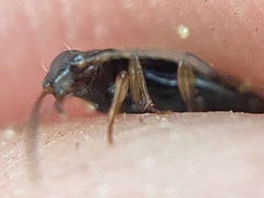 Bembidion iridescens