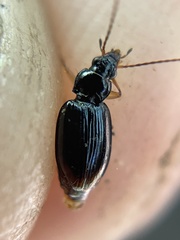 Bembidion iridescens