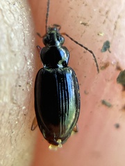 Bembidion iridescens