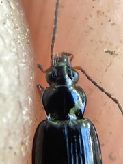 Bembidion iridescens