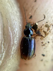 Bembidion iridescens