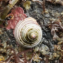 Calliostoma ligatum