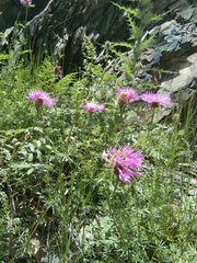 Psephellus daghestanicus