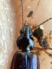 Bembidion iridescens
