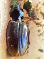 Bembidion iridescens