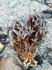 Lessonia trabeculata