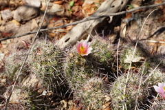 Mammillaria mazatlanensis