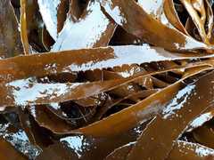 Lessonia trabeculata