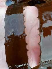 Lessonia trabeculata