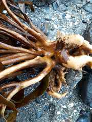 Lessonia trabeculata