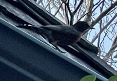 Turdus migratorius