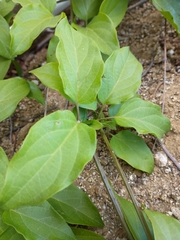 Amphilophium buccinatorium