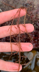 Cumathamnion decipiens