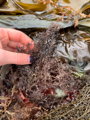 Odonthalia floccosa