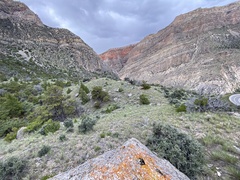 Cercocarpus ledifolius