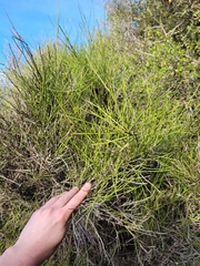 Carmichaelia muritai