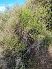 Carmichaelia muritai