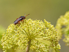 Nomada bifasciata