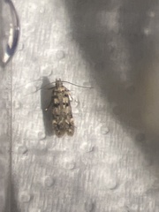 Bryotropha domestica